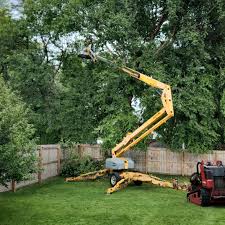 Best Lawn Disease Treatment  in Rio Linda, CA