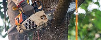 Best Tree Removal  in Rio Linda, CA
