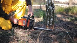 Best Tree Cabling and Bracing  in Rio Linda, CA