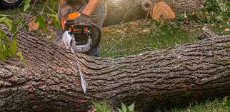 Reliable Rio Linda, CA Tree Care Solutions