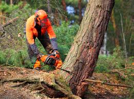 Best Soil Testing and Treatment  in Rio Linda, CA