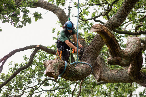 Best Tree Risk Assessment  in Rio Linda, CA
