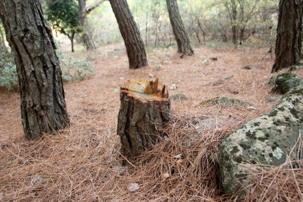 Best Storm Damage Tree Cleanup  in Rio Linda, CA