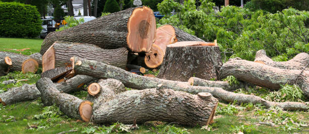 Best Tree Maintenance Programs  in Rio Linda, CA