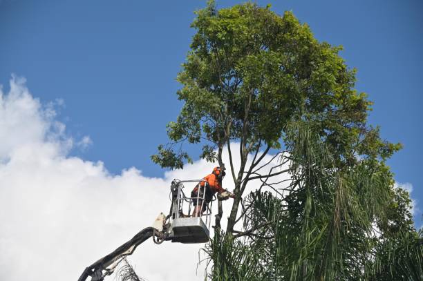 Best Tree Mulching  in Rio Linda, CA