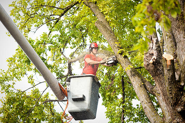Best Arborist Consultation Services  in Rio Linda, CA