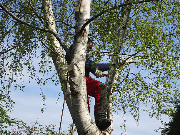 How Our Tree Care Process Works  in  Rio Linda, CA