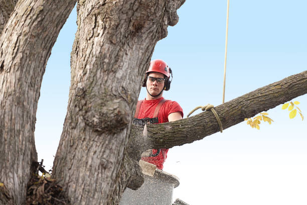 Best Stump Grinding and Removal  in Rio Linda, CA